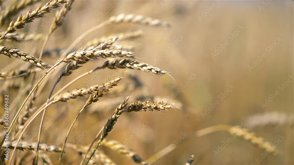 Close up of wheat ears on light wind at sunny day. Golden wheat field at summer day. Close up of wheat ears on light wind at sunny day. Golden wheat field at summer day.