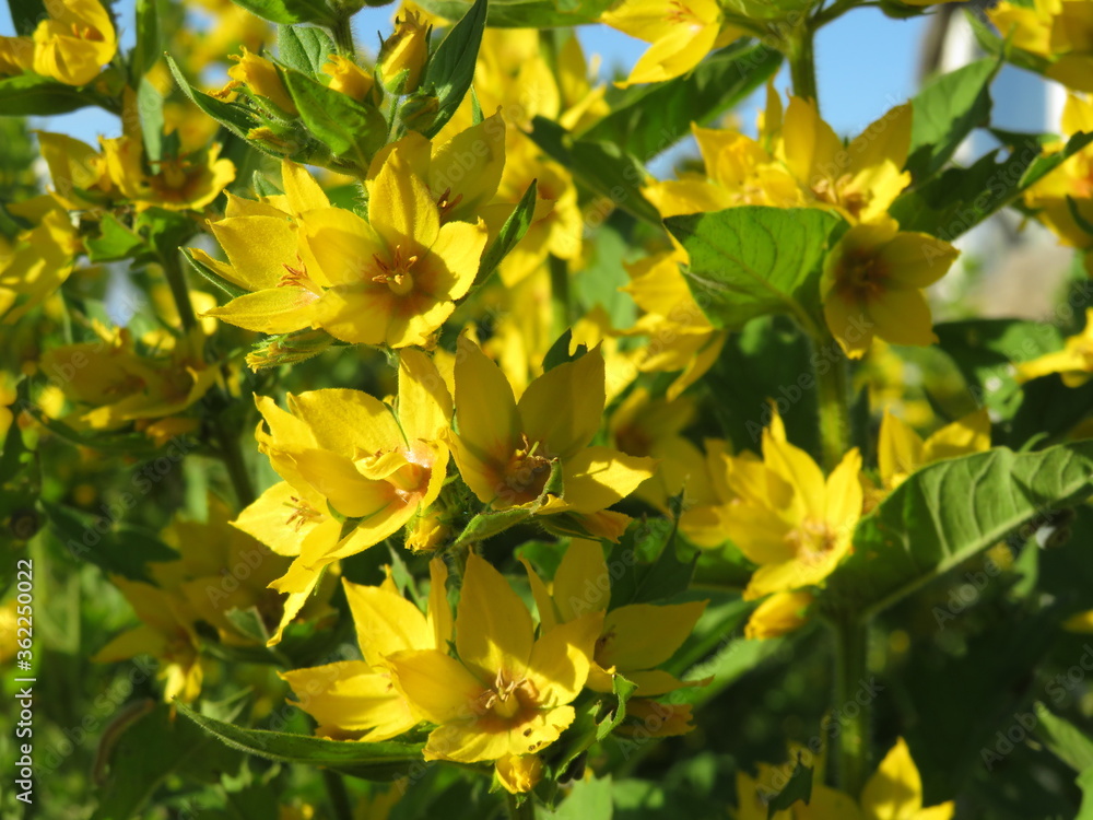 Soft focus close up of small yellow flowers Soft focus close up of small yellow flowers