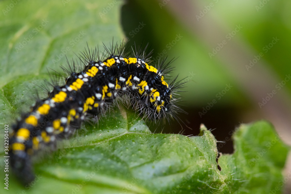 Scarlet tiger moth caterpillar Scarlet tiger moth caterpillar