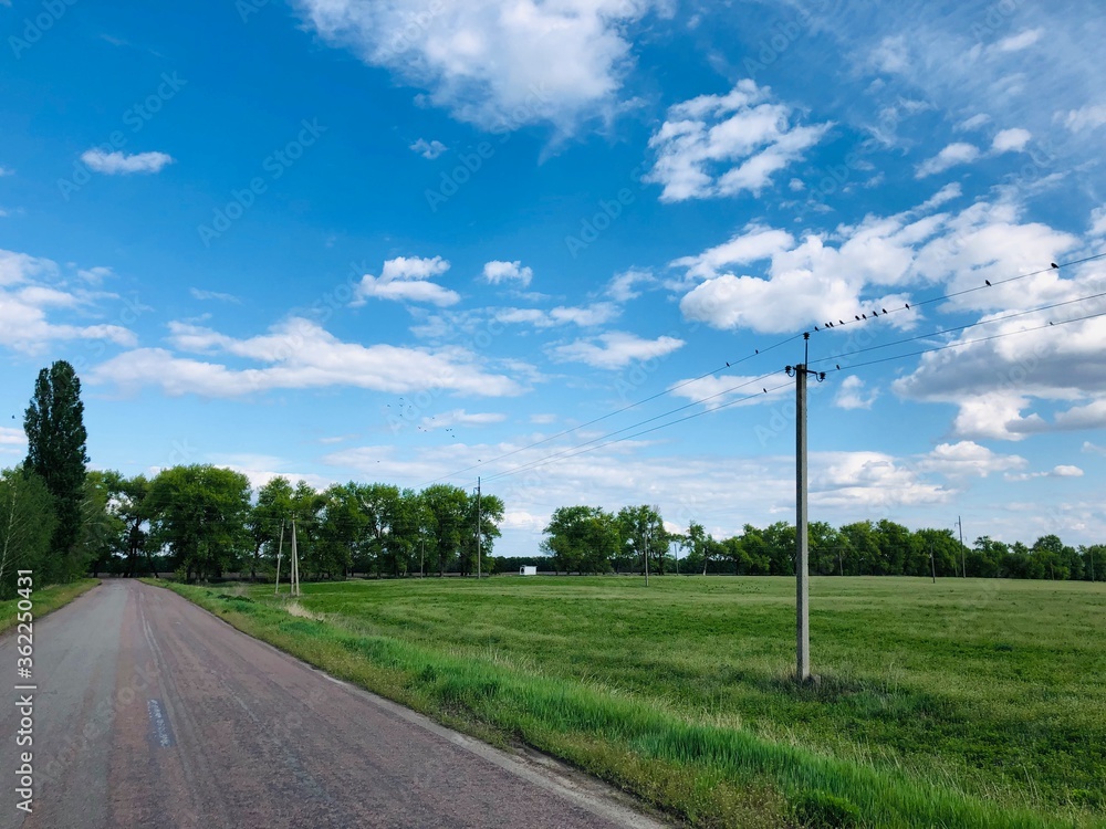 Beautiful sunny day, green grass, birds, blue sky with white clouds.