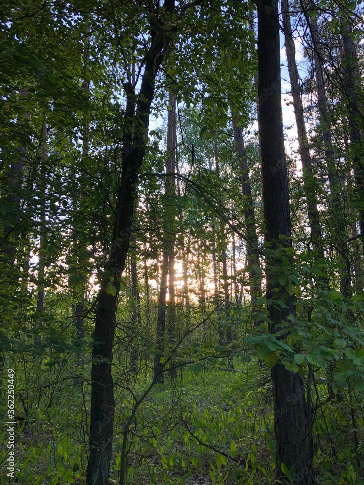 Obraz premium Summer sunset in the forest