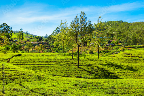Nuwara Eliya tea plantation