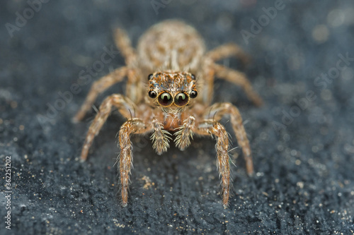 Close up macro jumping spider on the ground.