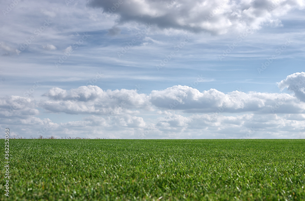 Beautiful green field with clear horizon line and cloudy sky
Beautiful green field with clear horizon line and cloudy sky