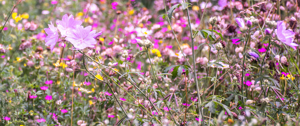 Pink theme picture with meadow flowers.