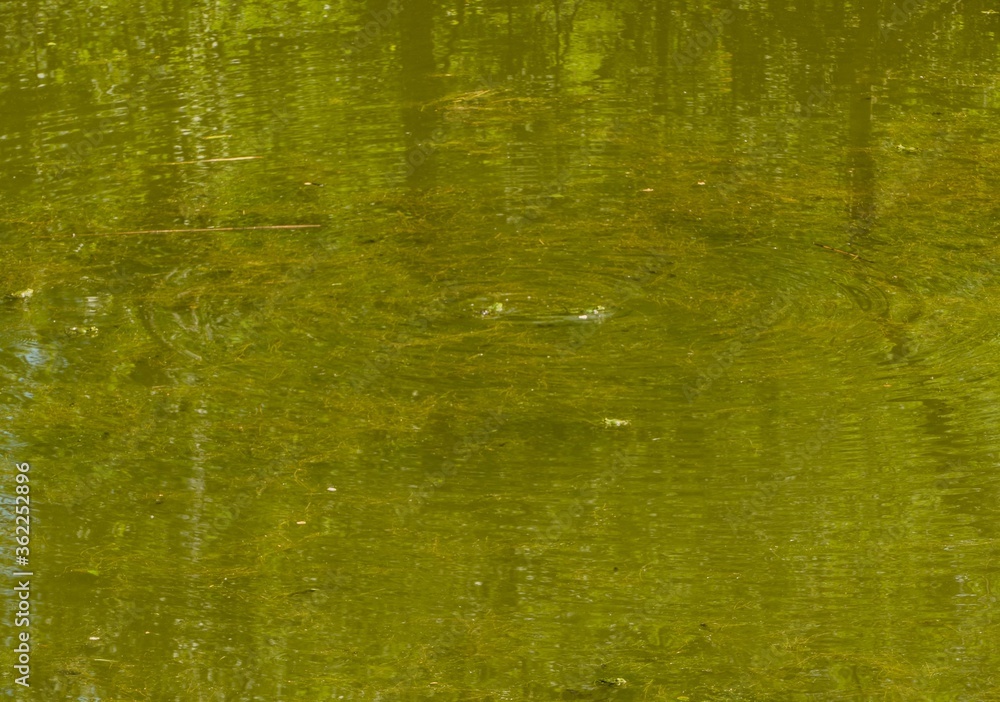 Obraz premium Grüner Sumpf mit Fröschen