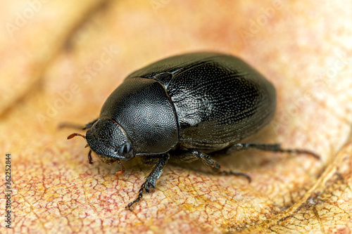colorado potato beetle