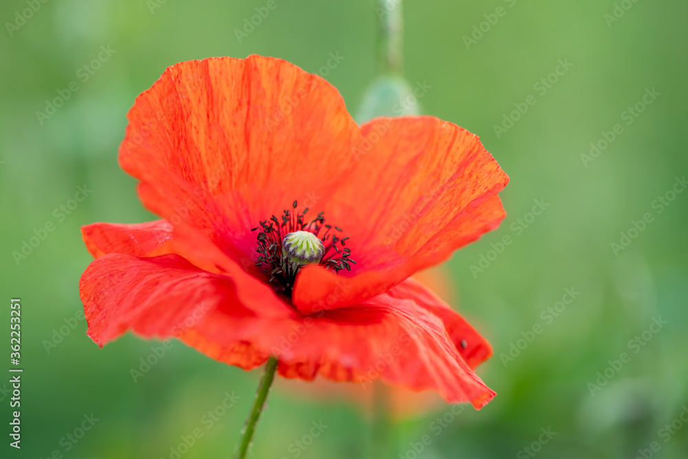 Field of Corn Poppy Flowers Papaver rhoeas in Spring