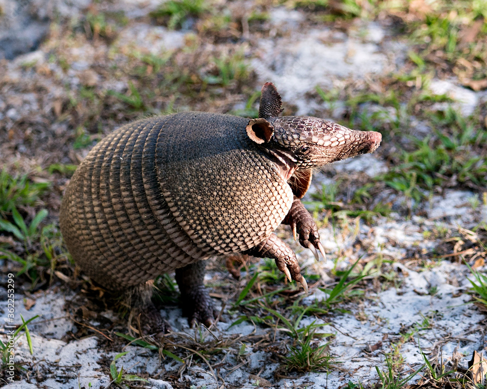 Obraz premium Armadillo Stock Photos. Image. Portrait. Picture. Armadillo animal close-up profile view in the field enjoying its surrounding and environment while exposing its body, head, eyes, ears, tail.