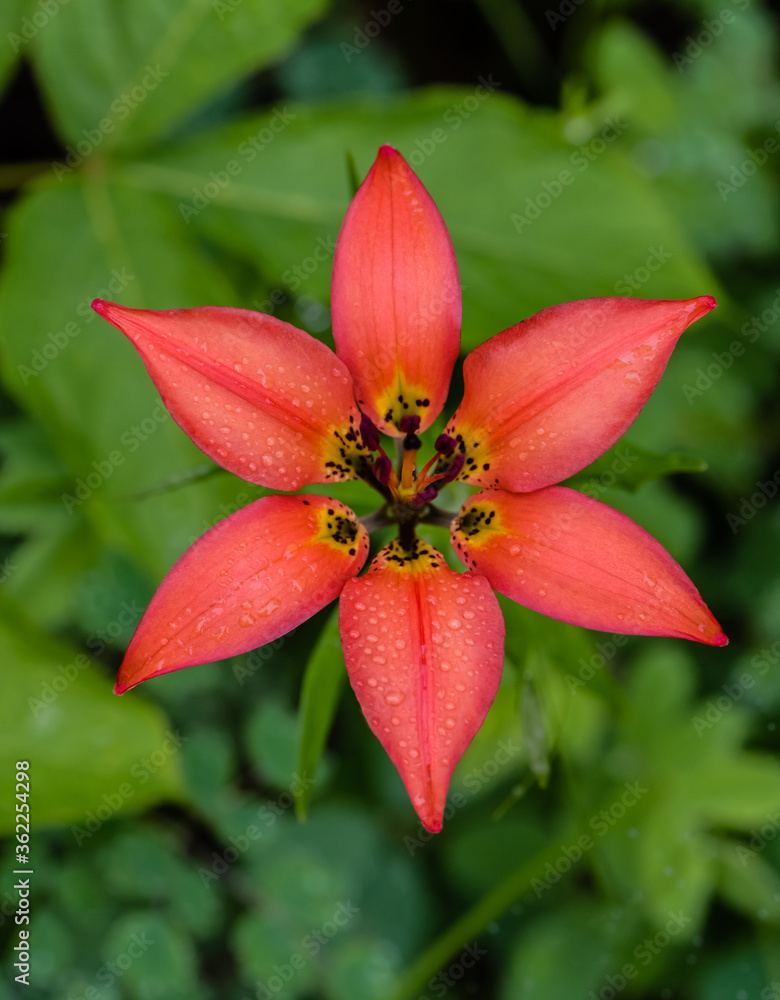 Prairie lily Prairie lily
