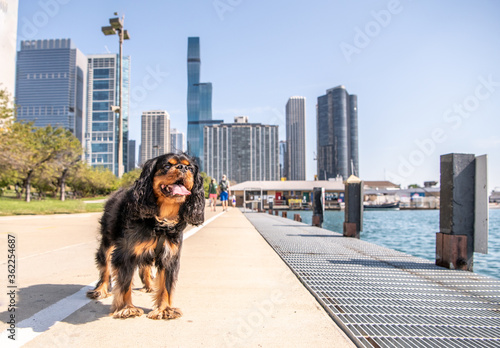 Adorable dog out for a walk on Chicago's beautiful lakefront trail, which runs for miles along Lake Michigan, passing the beautiful downtown skyline.