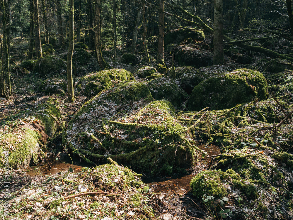 Big stones covered with green moss in German Schwarzwald forest Big stones covered with green moss in German Schwarzwald forest