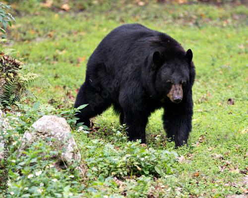 Bear animal stock photos.  Black bear animal close-up profile view in the field  green grass. Portrait. Photo. Image. Picture.