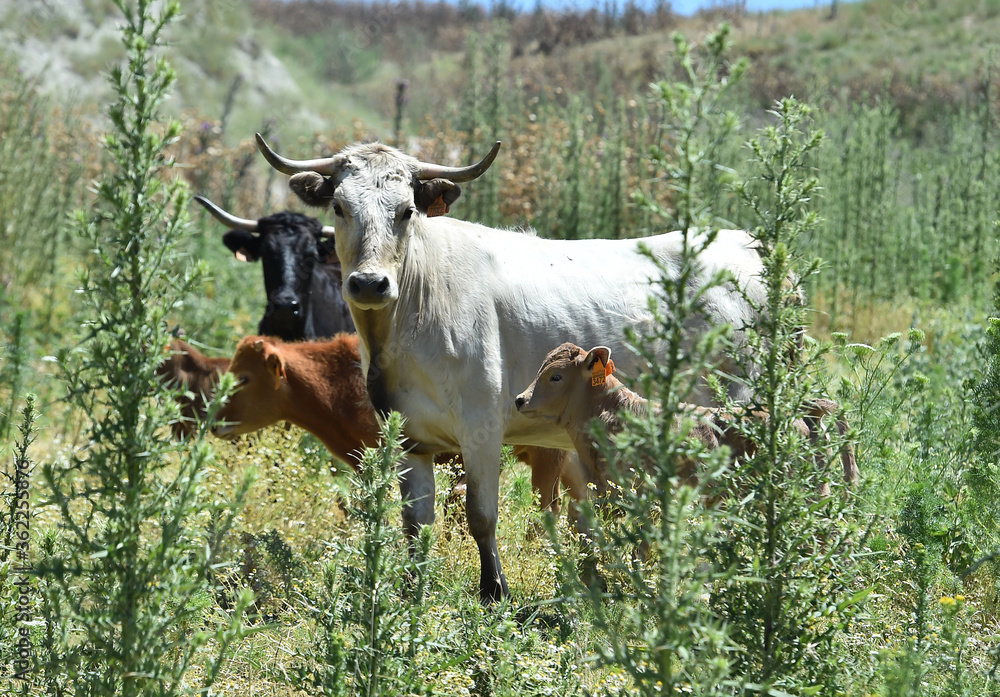 spanish cows on the cattle farm