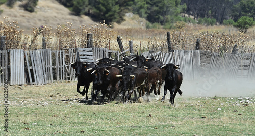 spanish cows on the cattle farm