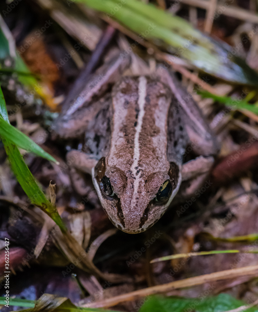 Fototapeta premium Frog in the woods
