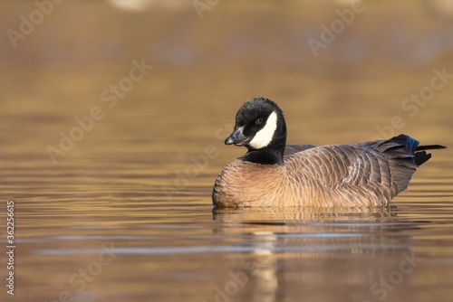 A Cackling Goose sits on a pond in Alaska.