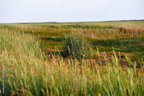 Walk through the heathland in St. Peter Ording in the late evening sun