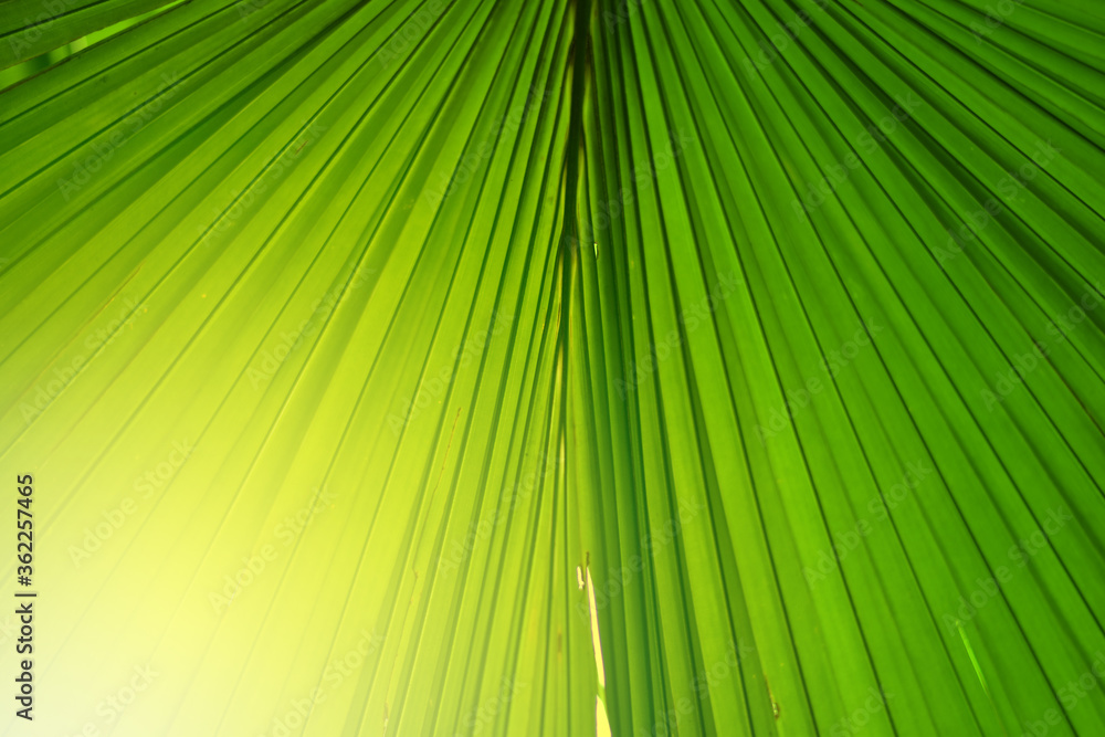 Closeup of Nature view of green leaves on blurred greenery background in forest. Focus on leaf and shallow depth of field. Closeup of Nature view of green leaves on blurred greenery background in forest. Focus on leaf and shallow depth of field.