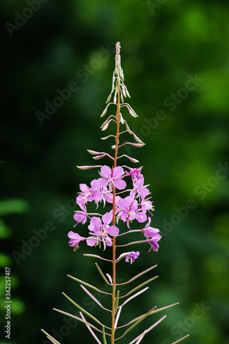 epilobium angustifolium, fireweed, close-up of a flowering willowherb against a dark blurred background photo