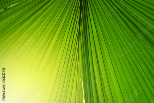 Closeup of Nature view of green leaves on blurred greenery background in forest. Focus on leaf and shallow depth of field.