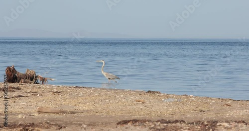 Wallpaper Mural Blue heron nesting, Baja california sur, Mexico. Torontodigital.ca