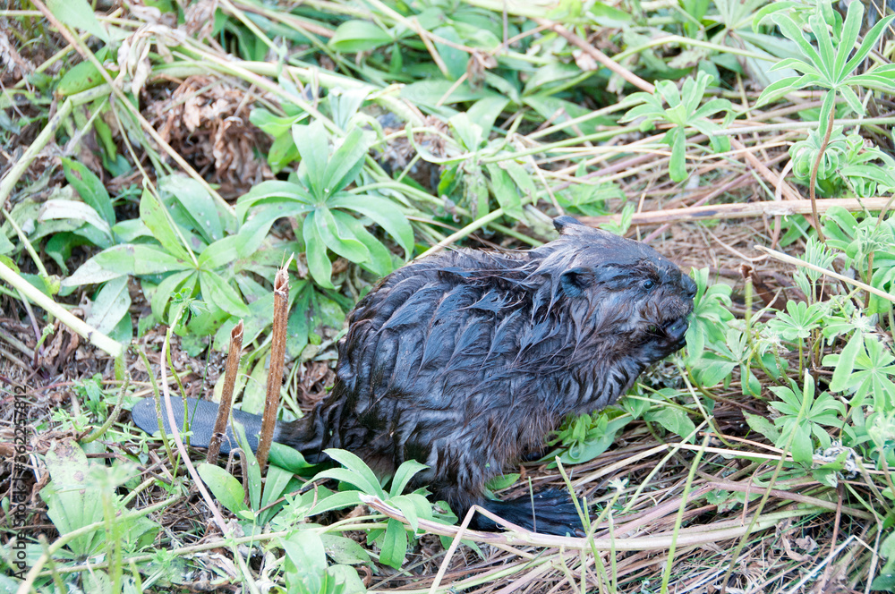 Beaver animal Stock Photos. Baby Beaver close-up profile view in foliage. Beaver tail. Rear webbed feet. Image. Picture. Portrait. Beaver animal Stock Photos. Baby Beaver close-up profile view in foliage. Beaver tail. Rear webbed feet. Image. Picture. Portrait.