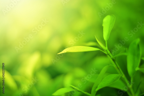 Closeup of Nature view of green leaves on blurred greenery background in forest. Focus on leaf and shallow depth of field.