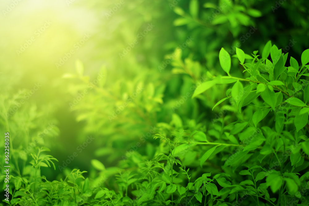 Closeup of Nature view of green leaves that have been eaten by a worm on blurred greenery background in forest. Leave space for letters, Focus on leaf and shallow depth of field.
