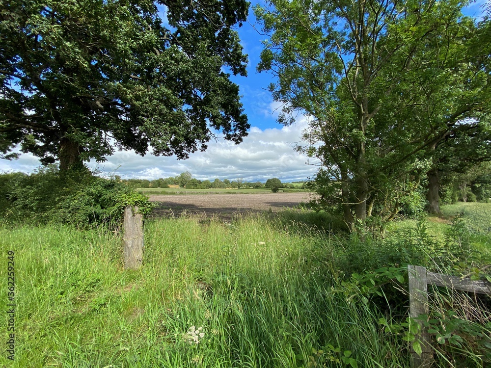 View into a farmers field, with trees, and long grass near, Otley, Leeds, UK