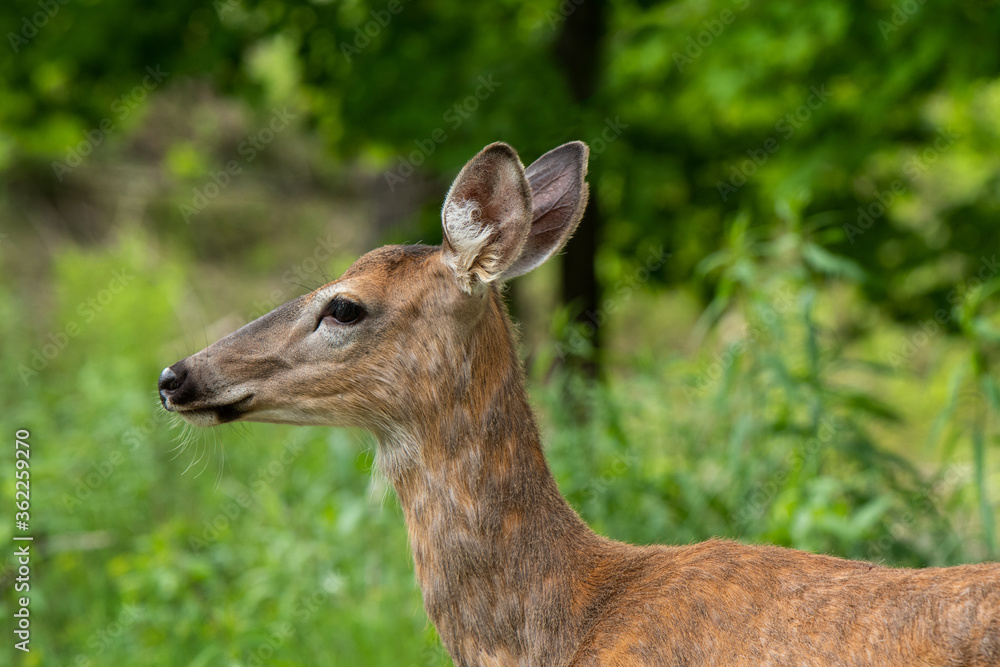 doe whitetailed deer