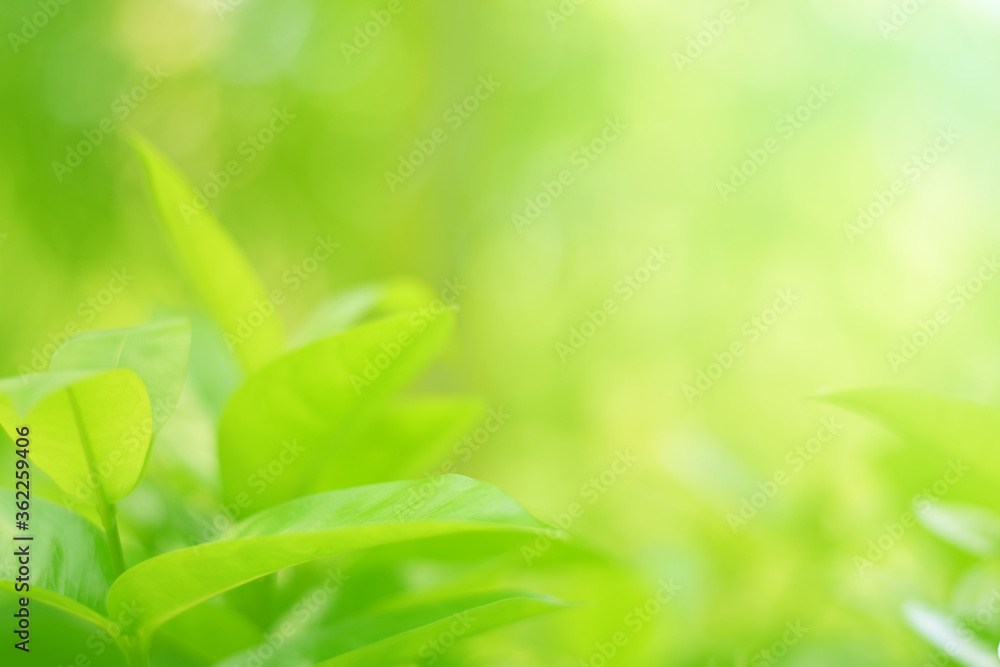 Closeup of Nature view of green leaves on blurred greenery background in forest. Focus on leaf and shallow depth of field. Closeup of Nature view of green leaves on blurred greenery background in forest. Focus on leaf and shallow depth of field.