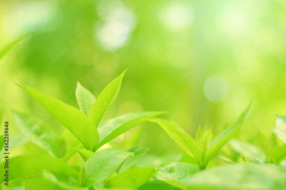 Closeup of Nature view of green leaves on blurred greenery background in forest. Focus on leaf and shallow depth of field. Closeup of Nature view of green leaves on blurred greenery background in forest. Focus on leaf and shallow depth of field.