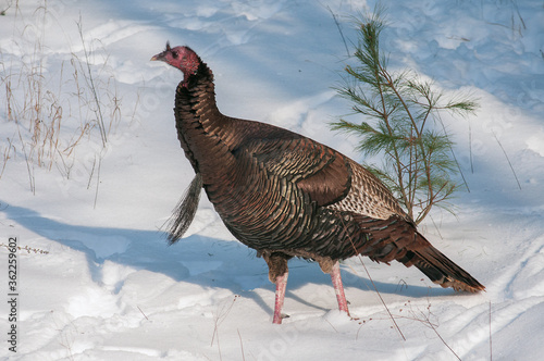 Wild turkey in snow.