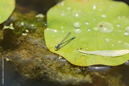 クロイトトンボ　Damselfly photo