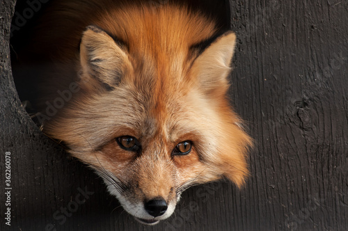 Red Fox in captivity in a zoo © Terry