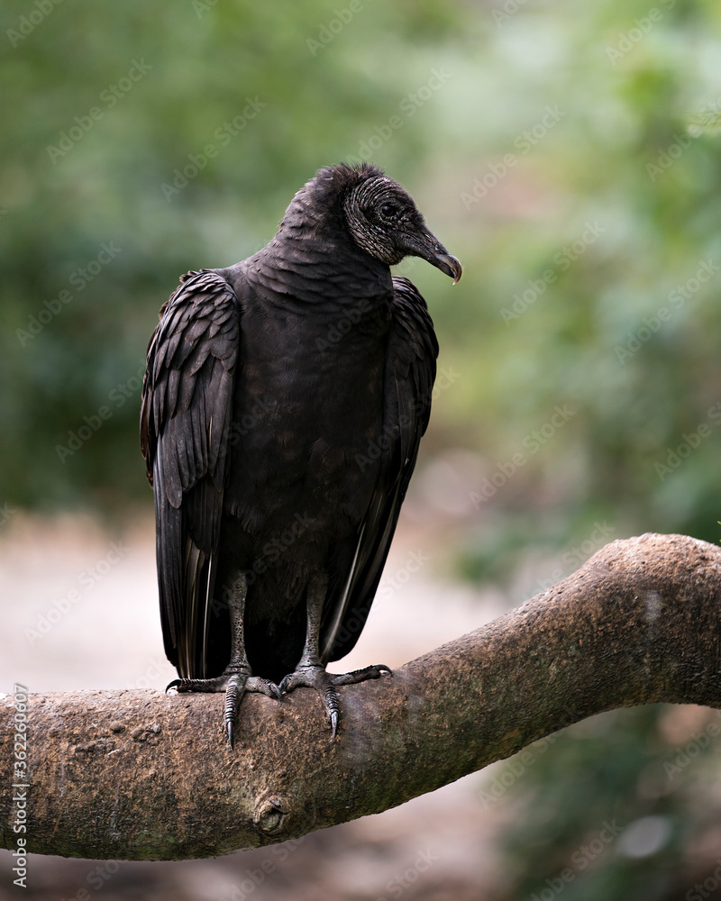 Black Vulture bird stock photo. Black Vulture bird close up profile view showing its head, eye, beak and black plumage in its environment and surrounding with a blur background. Black Vulture bird stock photo. Black Vulture bird close up profile view showing its head, eye, beak and black plumage in its environment and surrounding with a blur background.