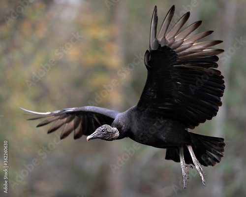 Black Vulture bird Stock Photo.   Black Vulture flying bird with blur background displaying its spread wings, head, eye, beak, feet with a close-up profile view. photo