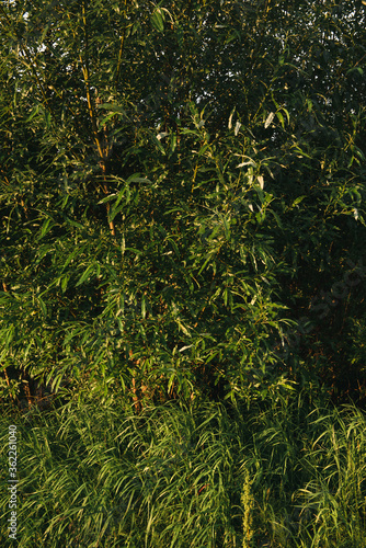 Landscape at sunset. Densely overgrown trees