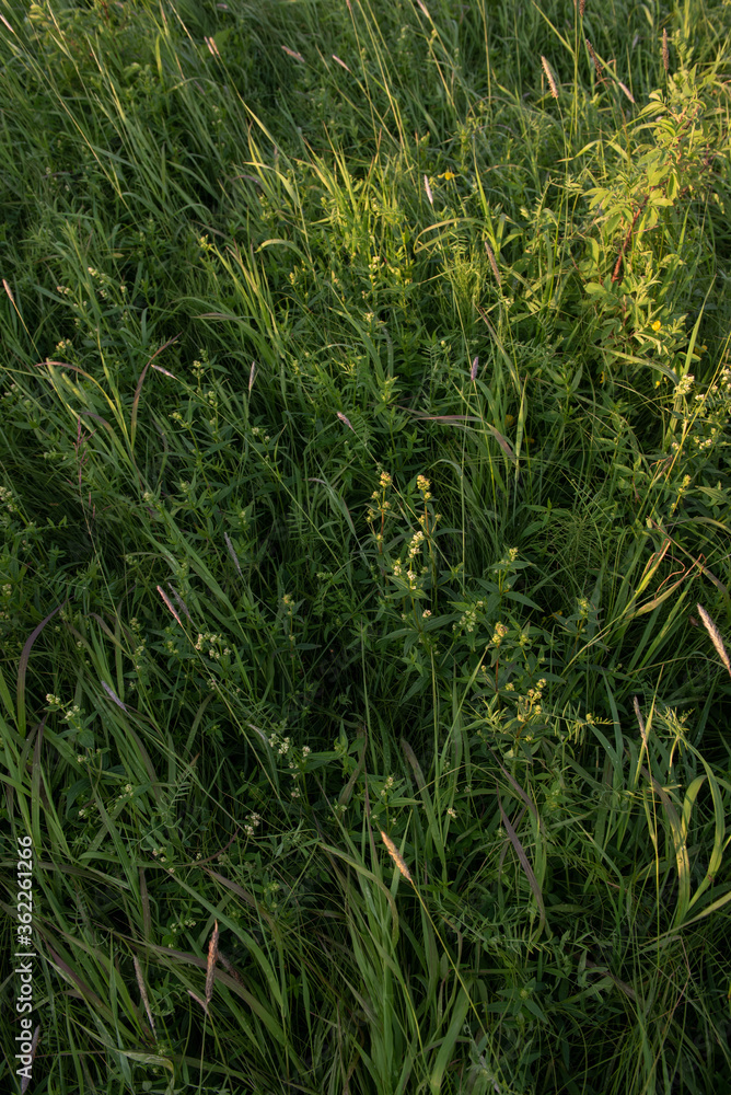Obraz premium On the field at sunset.