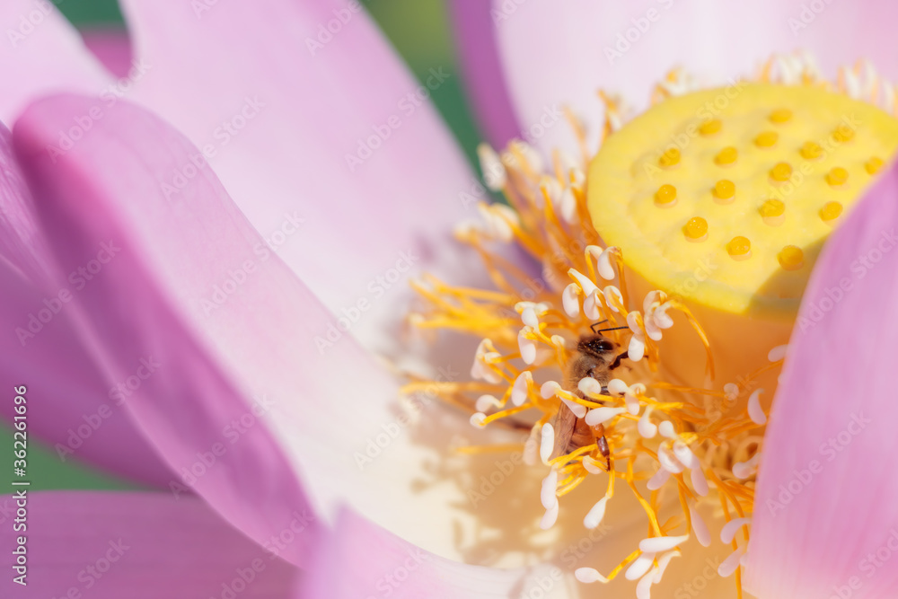 蓮の花(二千年ハス)とミツバチ 千栗土居公園 佐賀県みやき町
Lotus flower and
Bee Chirikudoi Park Saga-ken Miyaki town 蓮の花(二千年ハス)とミツバチ 千栗土居公園 佐賀県みやき町
Lotus flower and
Bee Chirikudoi Park Saga-ken Miyaki town