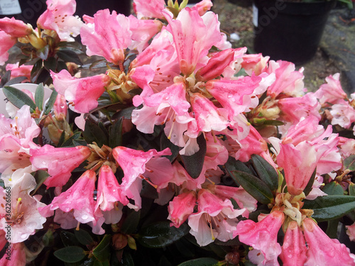 Rhododendron 'Wee Bee'
