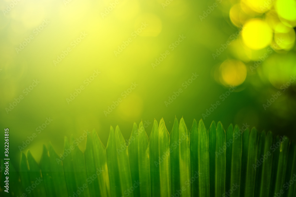 Closeup of Nature view of green leaves on blurred greenery background in forest. Leave space for letters, Focus on leaf and shallow depth of field.