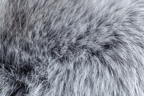 gray fur close-up, used as a background or texture. Soft focus