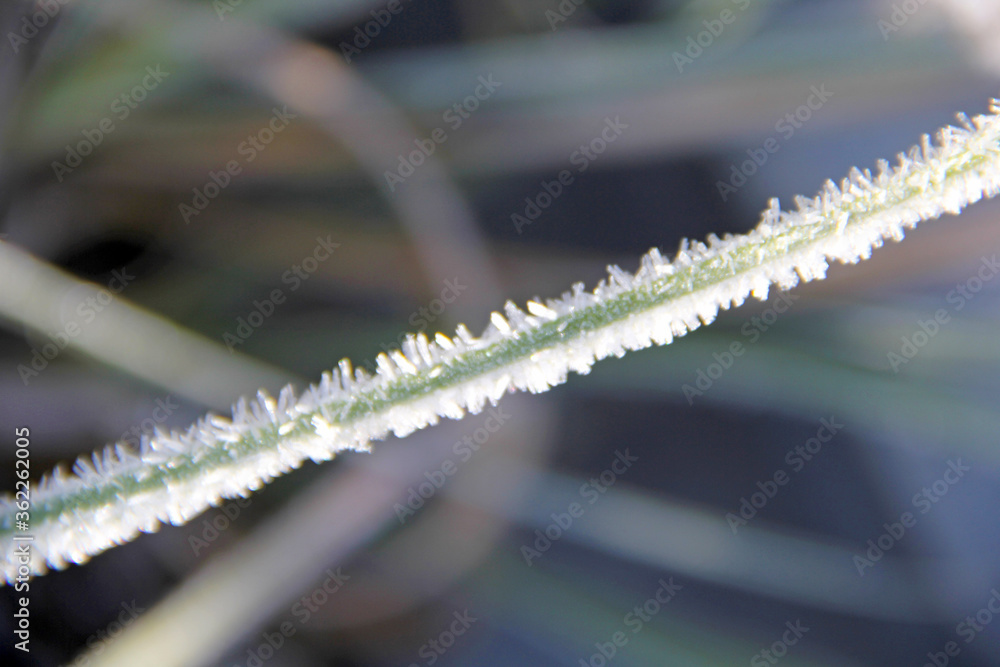 Fototapeta premium Snowy plants 