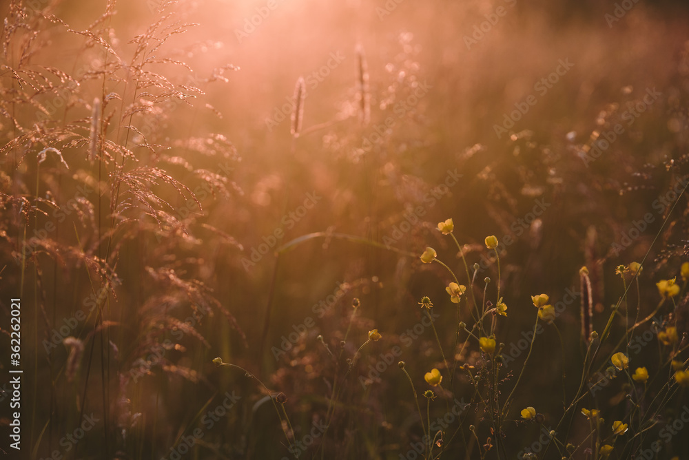 On the field at sunset. On the field at sunset.