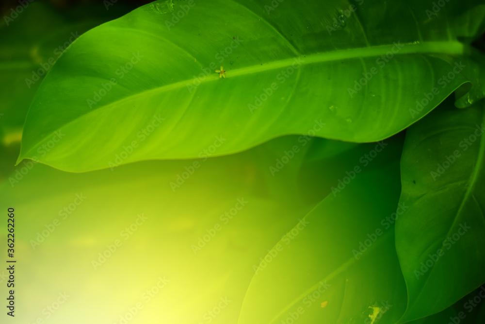 Closeup of Nature view of green leaves that have been eaten by a worm on blurred greenery background in forest. Leave space for letters, Focus on leaf and shallow depth of field. Closeup of Nature view of green leaves that have been eaten by a worm on blurred greenery background in forest. Leave space for letters, Focus on leaf and shallow depth of field.