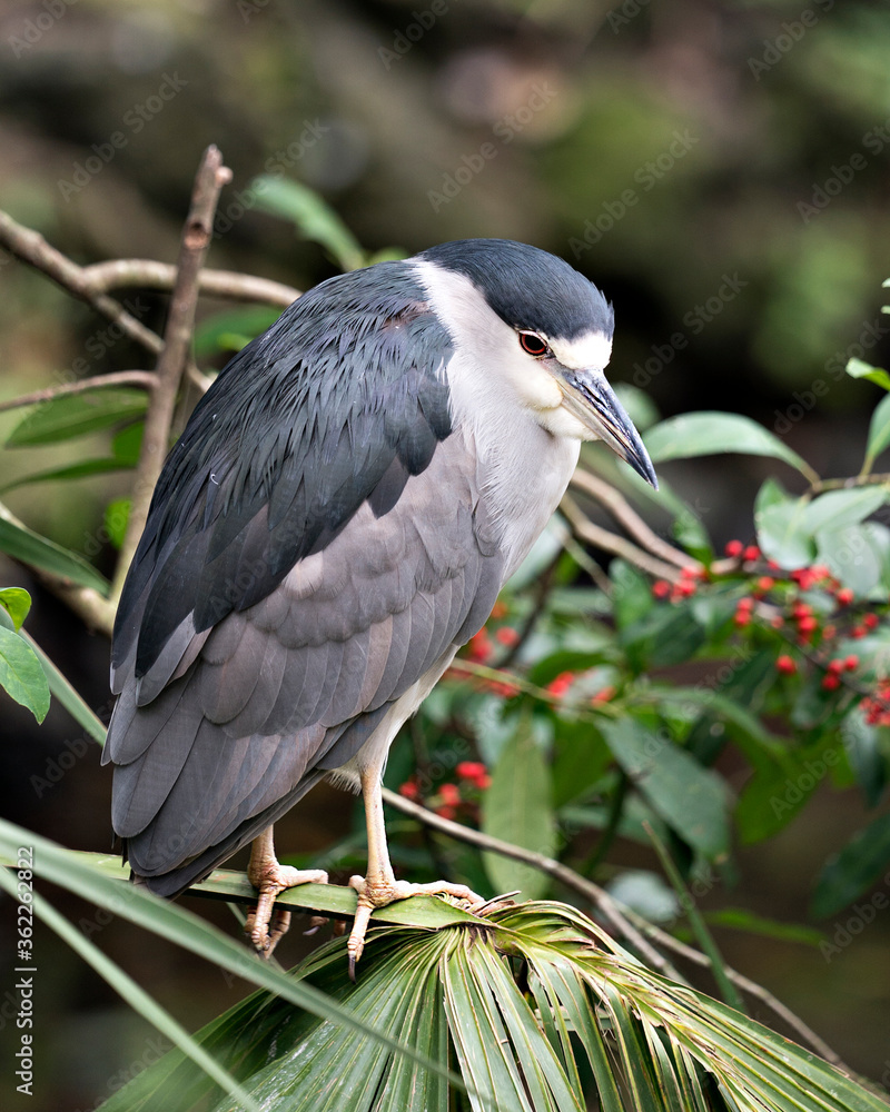 Fototapeta premium Black-Crowned Night-Heron Bird Stock Photos. Black-Crowned Night-Heron bird perched with red flowers and blur background