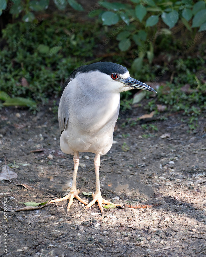 Black crowned Night-heron bird stock photo. Black crowned Night-heron adult bird closeup profile bokeh background. Portrait. Image. Picture. Photo Black crowned Night-heron bird stock photo. Black crowned Night-heron adult bird closeup profile bokeh background. Portrait. Image. Picture. Photo