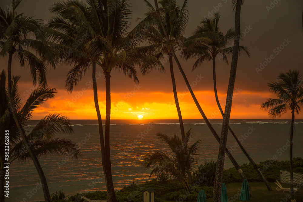 Palm trees in a sunrise on the north shore near the town of Panaluu on the island of Oahu, Hawaii. Palm trees in a sunrise on the north shore near the town of Panaluu on the island of Oahu, Hawaii.